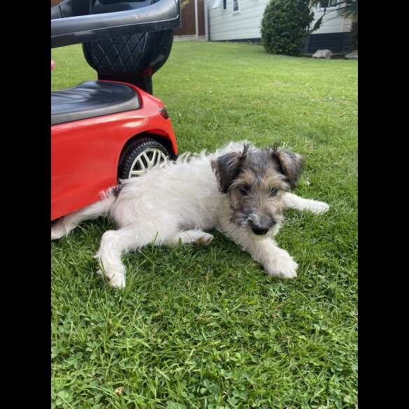 Mixed Breed - Dogs