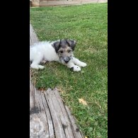 Mixed Breed - Dogs