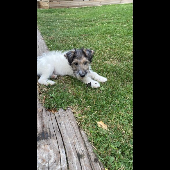 Mixed Breed - Dogs