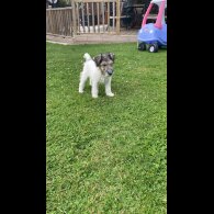 Mixed Breed - Dogs
