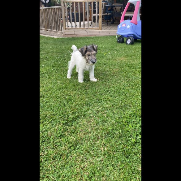 Mixed Breed - Dogs