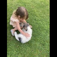 Mixed Breed - Dogs