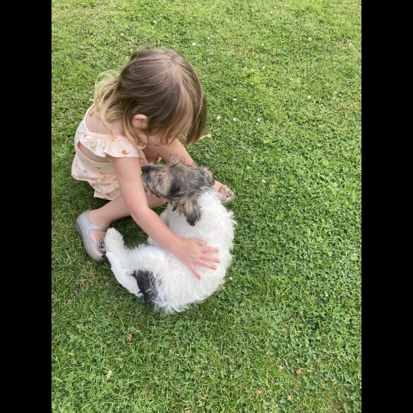Mixed Breed - Dogs