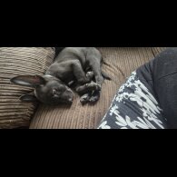 Mixed Breed - Both
