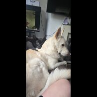 Mixed Breed - Both