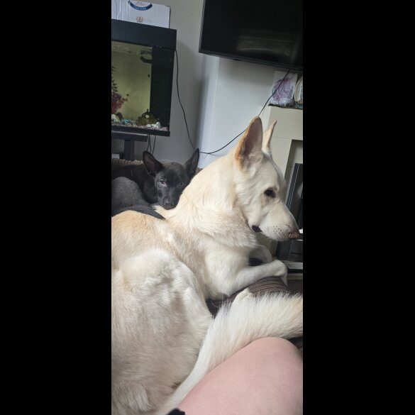Mixed Breed - Both