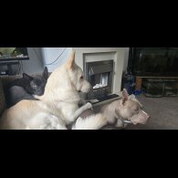 Mixed Breed - Both
