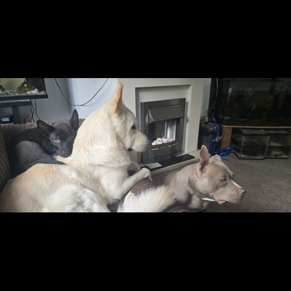 Mixed Breed - Both