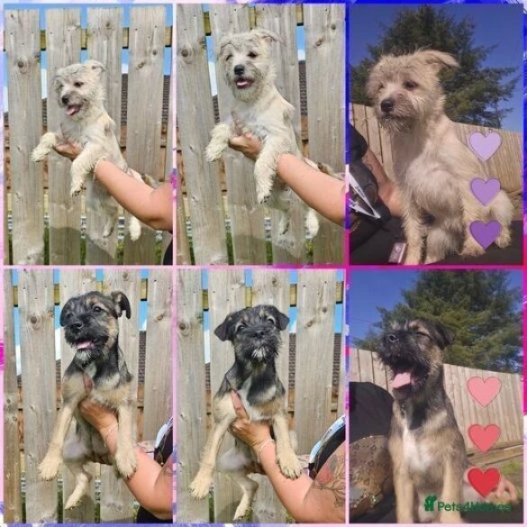 Mixed Breed - Bitches