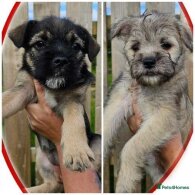 Mixed Breed - Bitches