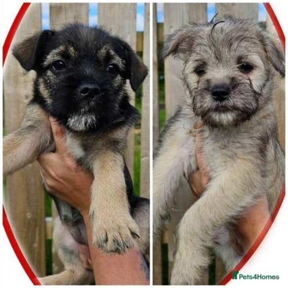 Mixed Breed - Bitches