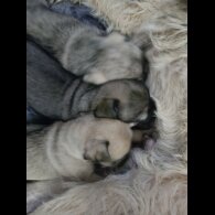 Mixed Breed - Bitches