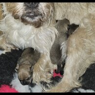 Mixed Breed - Bitches