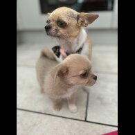 Mixed Breed - Bitches