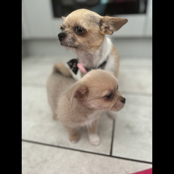 Mixed Breed - Bitches