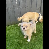 Mixed Breed - Bitches