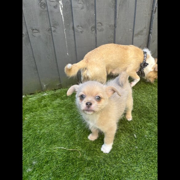 Mixed Breed - Bitches