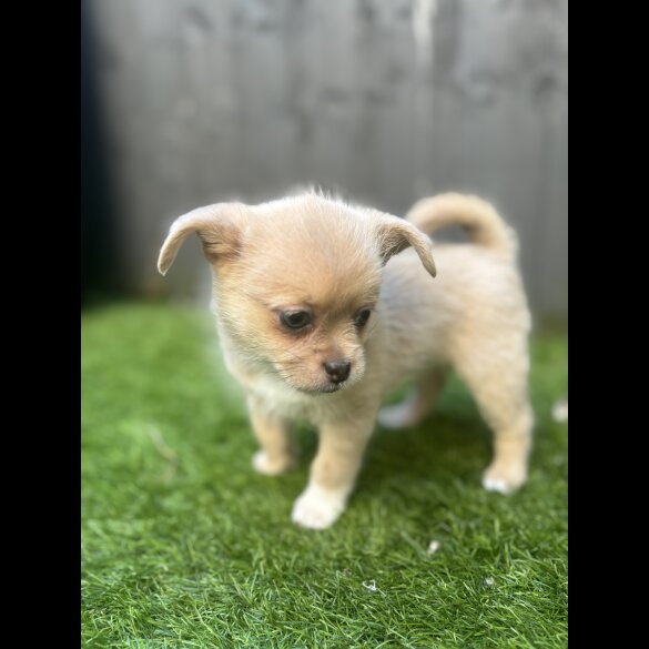 Mixed Breed - Bitches