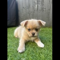 Mixed Breed - Bitches