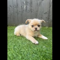Mixed Breed - Bitches