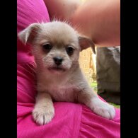 Mixed Breed - Bitches
