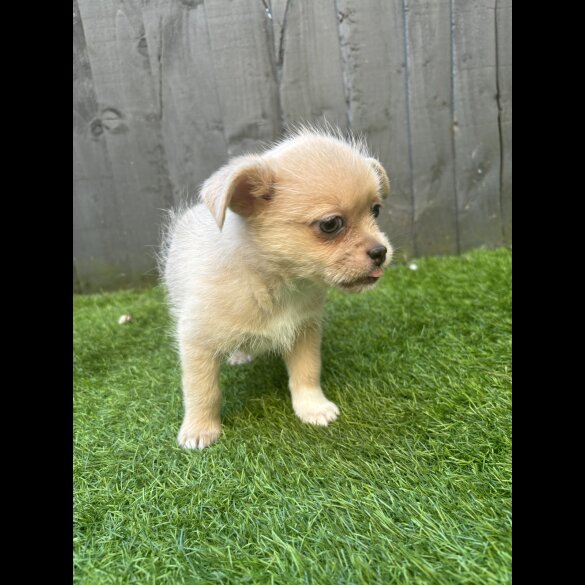 Mixed Breed - Bitches