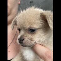 Mixed Breed - Bitches