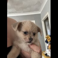 Mixed Breed - Bitches