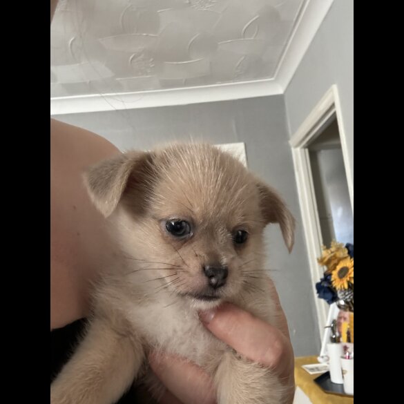Mixed Breed - Bitches
