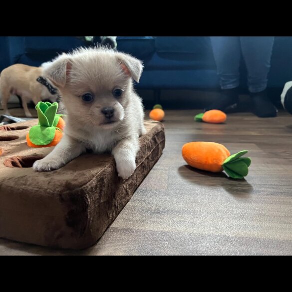 Mixed Breed - Bitches