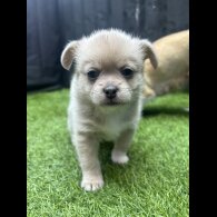 Mixed Breed - Bitches