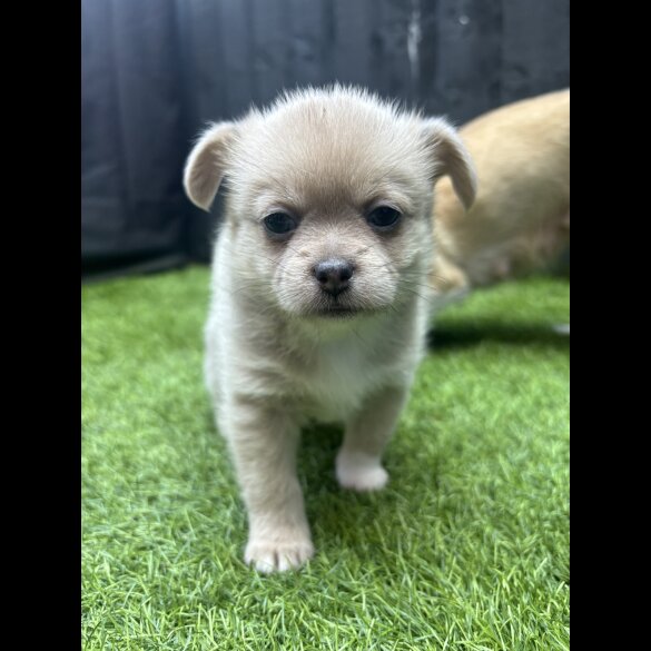 Mixed Breed - Bitches