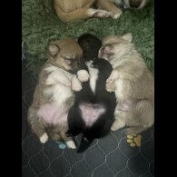 Mixed Breed - Bitches