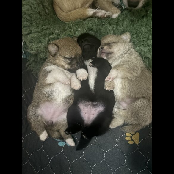 Mixed Breed - Bitches