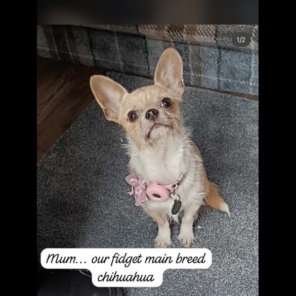 Mixed Breed - Bitches