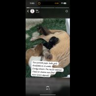 Mixed Breed - Bitches