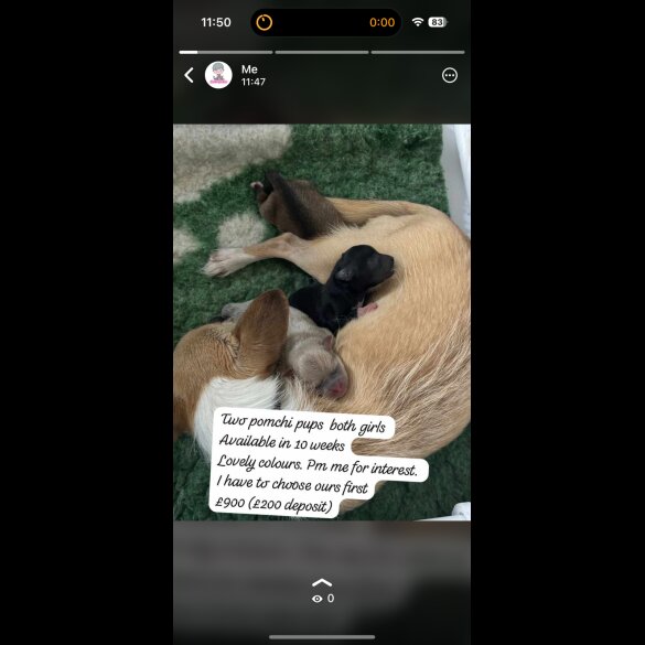 Mixed Breed - Bitches