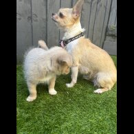 Mixed Breed - Bitches