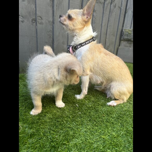 Mixed Breed - Bitches