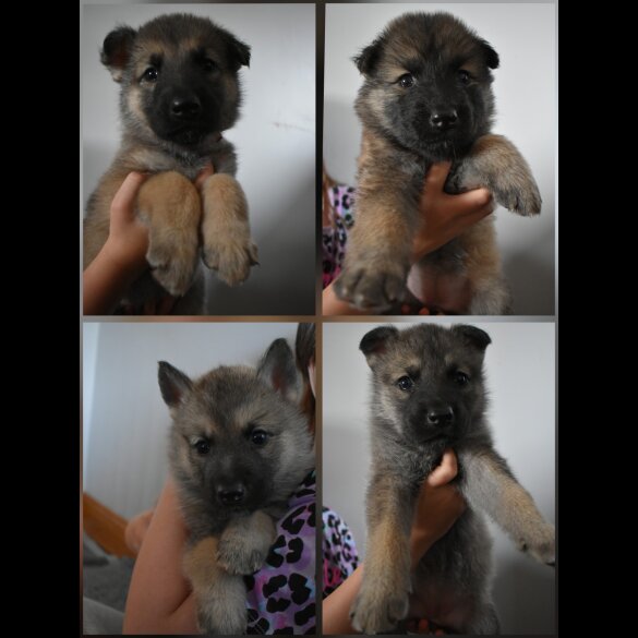 Mixed Breed - Both