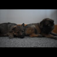 Mixed Breed - Both