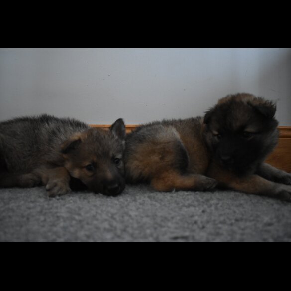 Mixed Breed - Both