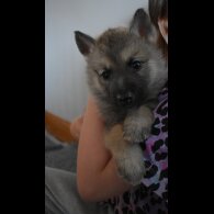 Mixed Breed - Both