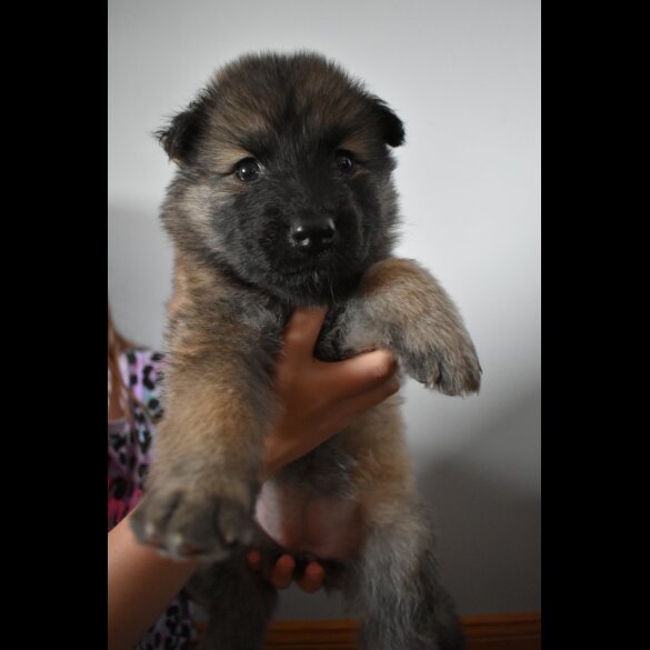 Mixed Breed - Both