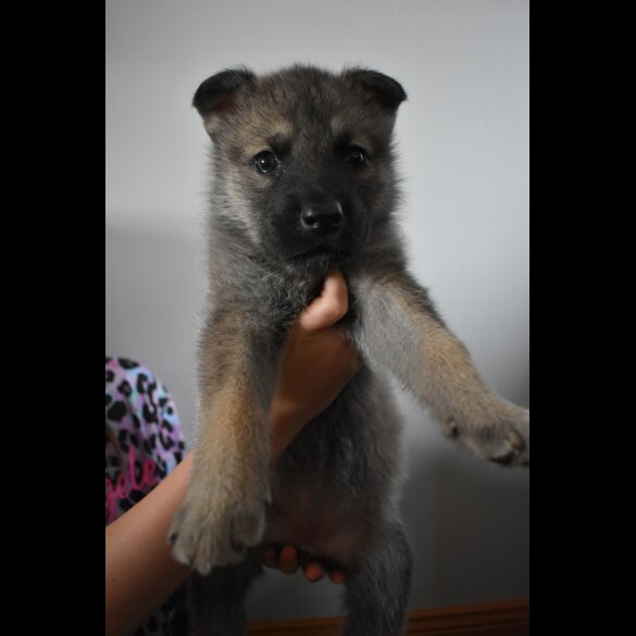 Mixed Breed - Both