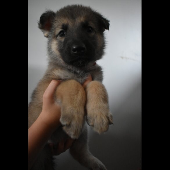 Mixed Breed - Both