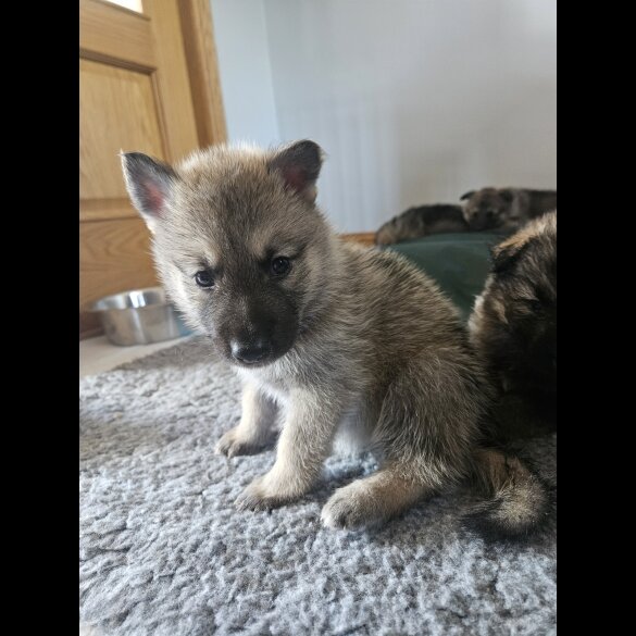 Mixed Breed - Both