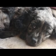 Mixed Breed - Both