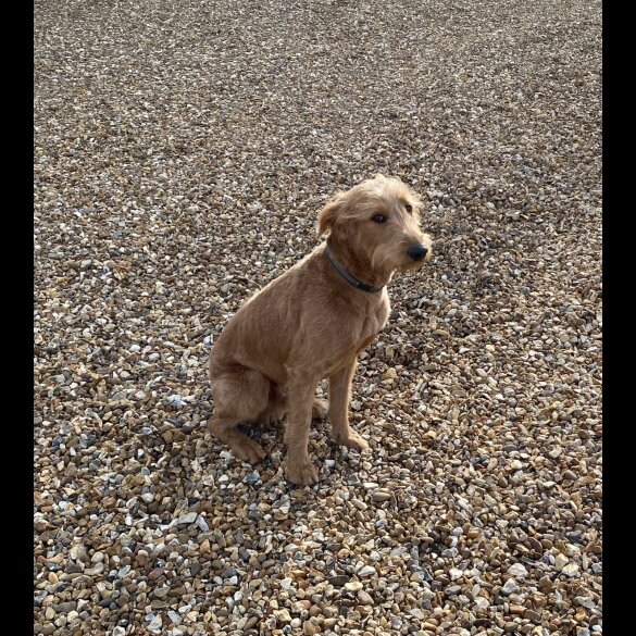 Mixed Breed - Both