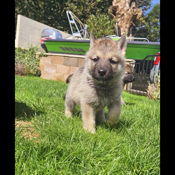 Mixed Breed - Both